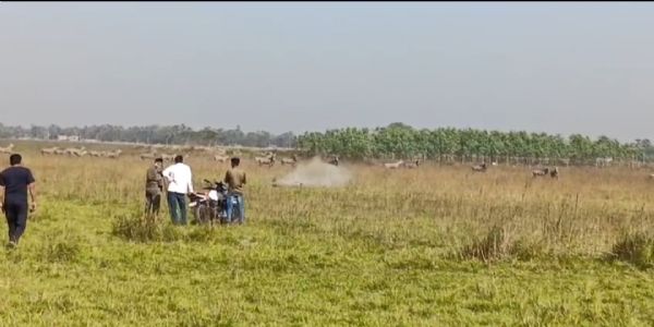 महाराजगंज में 48 नीलगायों को मार गिराया, किसानों को मिली राहत