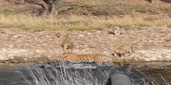 रणथंभौर में बाघिन दुर्गा और तीन शावकों ने किया नीलगाय का शिकार