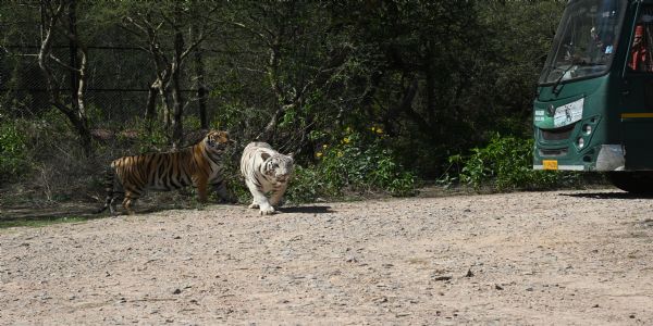 नाहरगढ़ जैविक उद्यान में उमड़ी पर्यटकों की भीड़, व्हाइट टाइगर सफारी बना मुख्य आकर्षण