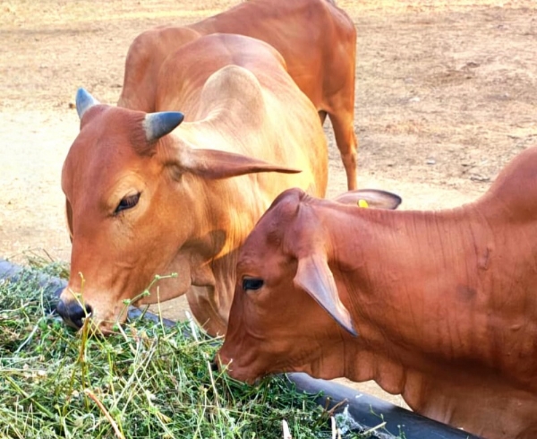 प्रतीकात्मक प्रतीकात्मक