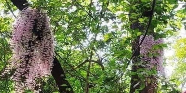 नेपाली नववर्ष में फूलने वाल सलहेस का फूल नेपाली नववर्ष में फूलने वाल सलहेस का फूल