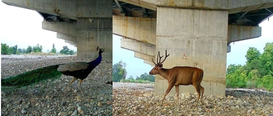 एलिवेटेड वाइल्डलाइफ कॉरिडोर के नीचे मोर और हिरण का दृश्य।