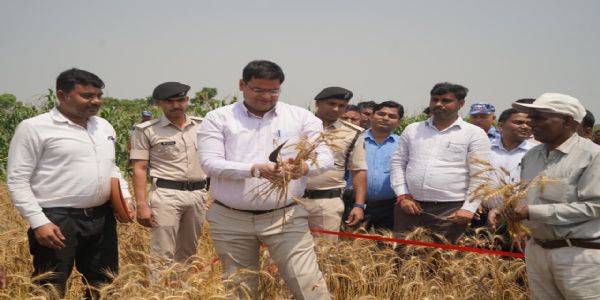 डीएम ने रबी गेहूं फसल कटनी प्रयोग का किया गया निरीक्षण