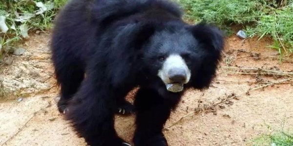 वन्य प्राणी भालू ने ग्रामीणों पर किया हमला, एक ग्रामीण की हुई माैत