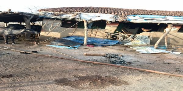 अनूपपुर: तीन हाथियों का दल गोवरी जंगल में डेरा डाले, एक हाथी लापता; ग्रामीणों में सतर्कता