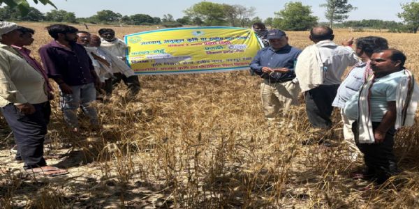 निकरा योजना में गेहूं प्रक्षेत्र दिवस आयोजित, केआरएल-283 से बढ़ेगी उपज : डॉ. खलील खान