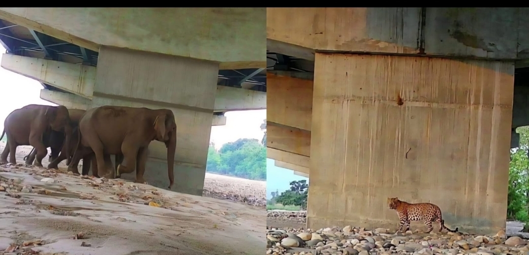 वन्यजीवों के सुरक्षित आवागमन के लिए बनाए गए एलिवेटेड कॉरिडोर (फ्लाईओवर) के नीचे का दृश्य और ओर हाथियों का झुंड और दूसरी ओर तेंदुआ पुल के नीचे से गुजरते हुए नजर आ रहे हैं।