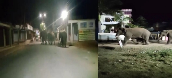 जैतहरी नगर में तीन हाथी