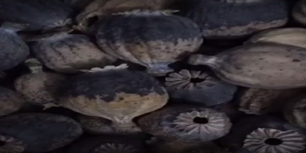 मंदसौर: प्याज के नीचे छिपाकर ले जा रहे थे डोडाचूरा, बोलेरो सहित 4 तस्कर गिरफ्तार