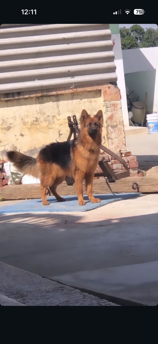 जर्मन शेफर्ड कुत्ता।