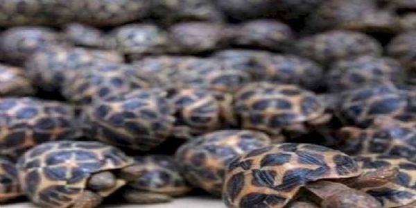 मप्रः दुर्लभ प्रतिबंधित प्रजाति के कछुओं की तस्करी में शामिल आरोपी की जमानत याचिका खारिज