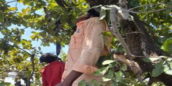 श्योपुर: नाबालिग प्रेमिका संग युवक ने लगाई फांसी, जंगल में पेड़ से लटके मिले शव