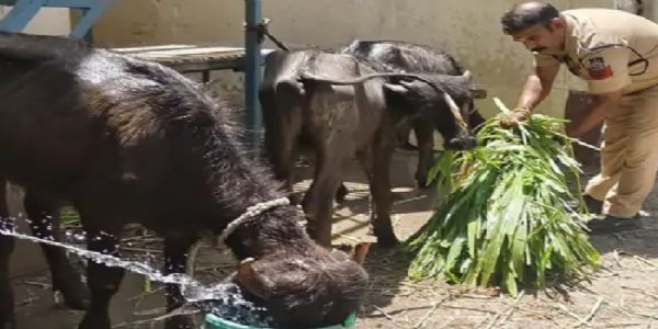 मप्र के उज्जैन में महाकाल मंदिर के पाल चल रहा था अवैध कत्लखाना, दो आरोपी गिरफ्तार