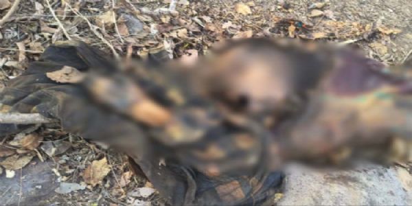 जंगल में मिली सड़ी गली लाश, पुलिस जांच में जुटी