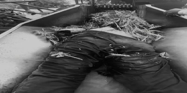 थ्रेसर से कटकर युवक की मौत