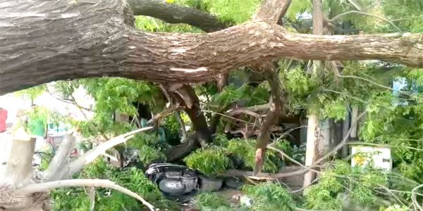 अचानक गिरा विशाल नीम का पेड़, दुकानें और स्कूटी क्षतिग्रस्त