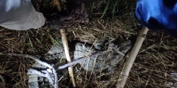 गेहूं के खेत में दिखा 5 फीट का मगरमच्छ, मजदूरों में दहशत