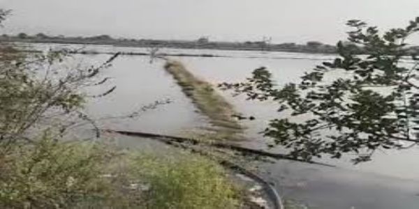 नर्मदापुरम में नहर ओवरफ्लो से 40 एकड़ खेत बने तालाब, 10 से ज्यादा किसानों की मूंग फसल बर्बाद, एसडीओ ने मानी गलती
