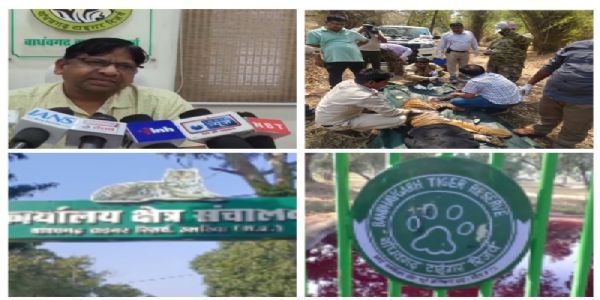 बांधवगढ़ में फिर घायल मिला बाघ शावक: लगातार घटनाओं से बढ़ी चिंता