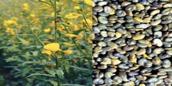 किसानों को अनुदान पर उपलब्ध कराए जाएंगे हरी खाद के बीज