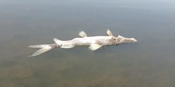 मंदसौरः गांधीसागर के बैक वॉटर एरिया में करंट से मछली और मगरमच्छ का शिकार करते तीन आरोपी गिरफ्तार