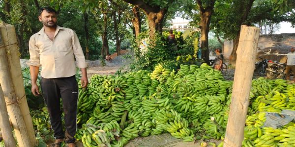 अमेठी के किसान ने रचा इतिहास, केले की खेती से कर रहे लाखों की कमाई