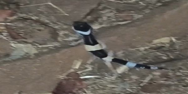 अबूझमाड़ में लेपर्ड गेको प्रजाति की दुर्लभ छिपकली दिखी