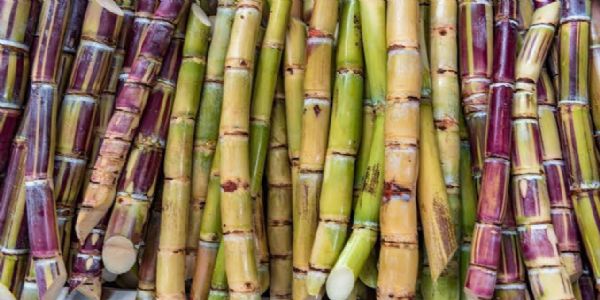 मुरादाबाद: जीपीएस से लैस एंड्रायड मशीन से होगा शत-प्रतिशत गन्ना सर्वेक्षण