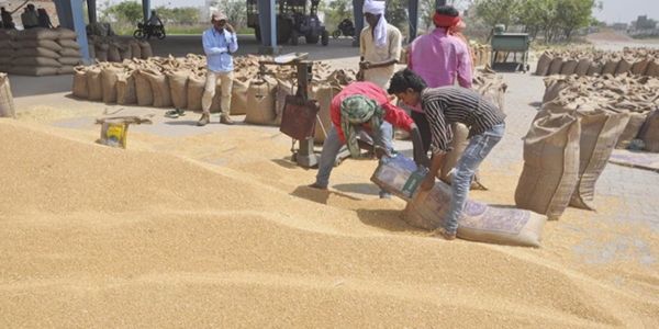 मप्र में अभी तक एक लाख 88 हजार 971 किसानों से खरीदी गई 81 लाख 76 हजार 970 क्विंटल गेहूं