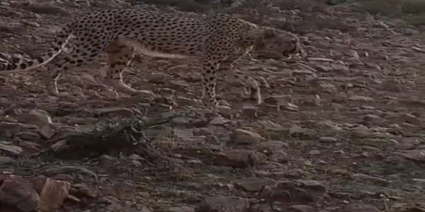 कूनो से आया चीता फिर रणथंभौर पहुंचा, शहर के पास दिखने से मची दहशत