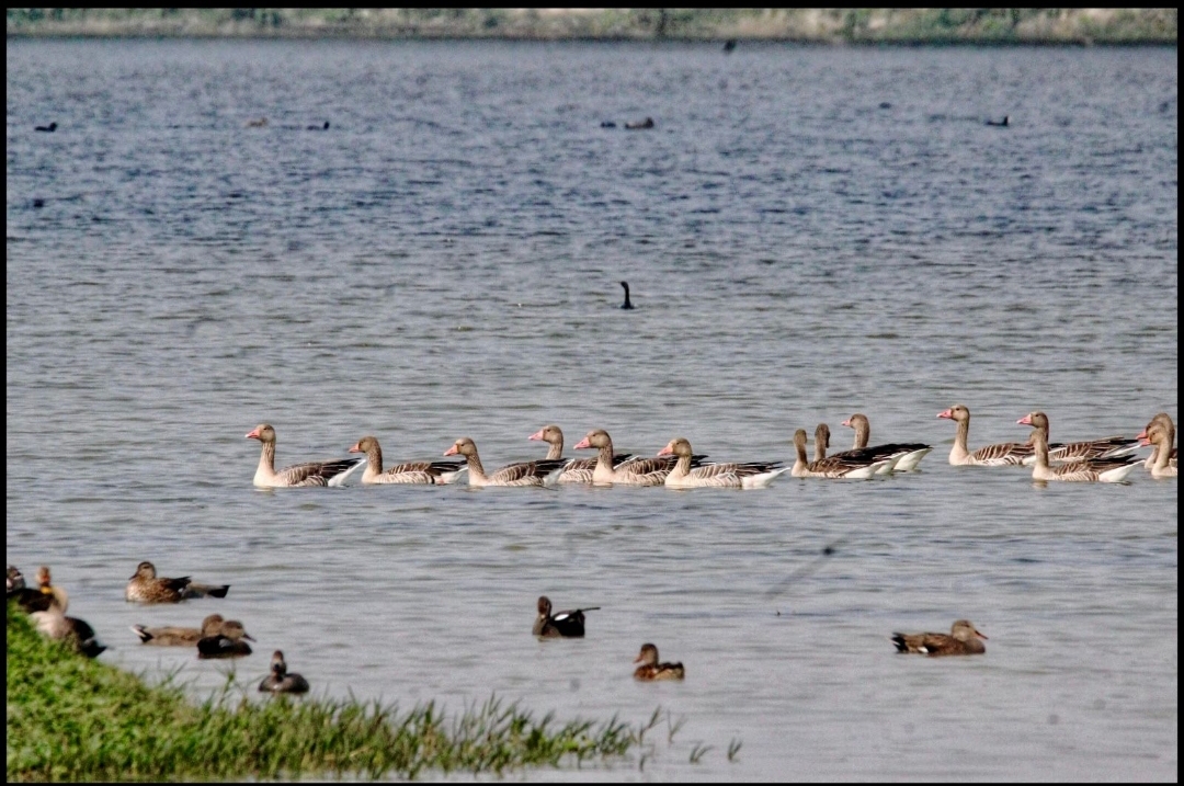 शेखा झील