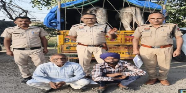 यमुनानगर: गोवंश ले जाते दो आरोपी दबोचे,बैल बरामद