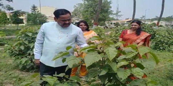 बिहार कृषि विश्वविद्यालय सबौर में सिंदूर की खेती शुरू