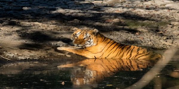 खिवनी अभयारण्य बनेगा वन्यजीव संरक्षण और इको-टूरिज्म का आदर्श मॉडल : मुख्यमंत्री डॉ. यादव