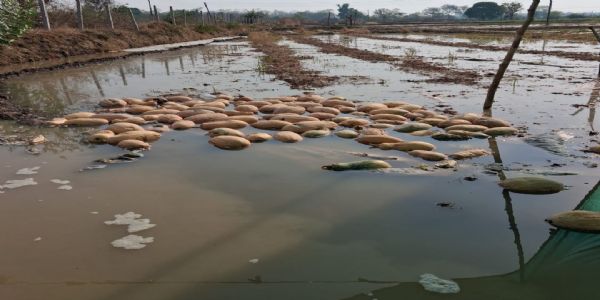 नहरनाली का पानी सब्जी खेतों में घुसा, दलदल बने खेत, किसानों में आक्रोश