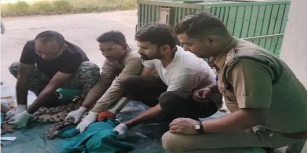 कटनी-उमरिया हाईवे पर अज्ञात वाहन की टक्कर से तेंदुआ घायल, रेस्क्यू कर मुकुंदपुर जू भेजा गया