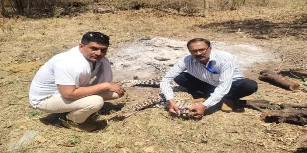 हाइवे पर वाहन की टक्कर से मादा तेंदुए की मौत, एनएच-8 पर मिला शव