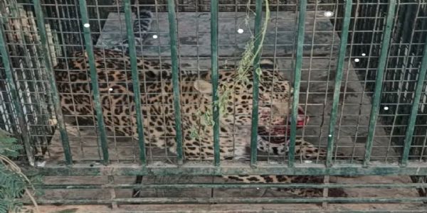 बिजनौर में वन विभाग के पिजरे में फिर कैद हुआ गुलदार, ग्रामीणों को मिली राहत