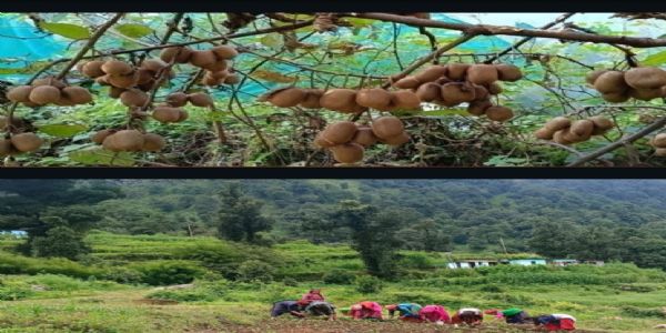 पहाड़ लौटे युवा, खेती बनी कमाई का जरिया : बागेश्वर में रिवर्स माइग्रेशन की नई कहानी