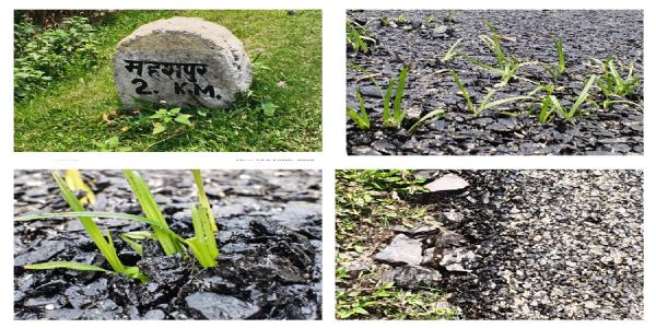 एक हफ्ते में उखड़ी सड़क, बीच में उगी घास, निर्माण कार्य पर उठे सवाल