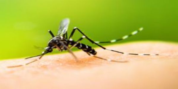 उप्र में मलेरिया के मरीजों की संख्या में आई सात गुना की गिरावट