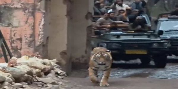 रणथंभौर में फिर दिखा टाइगर ‘मलंग’, मंदिर मार्ग पर 12 मिनट तक चहल-कदमी