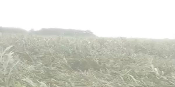 आंधी-बारिश से फसलों को नुकसान