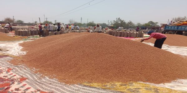 चना की क्वालिटी पास करने किसानों से रुपये लेने का आरोप