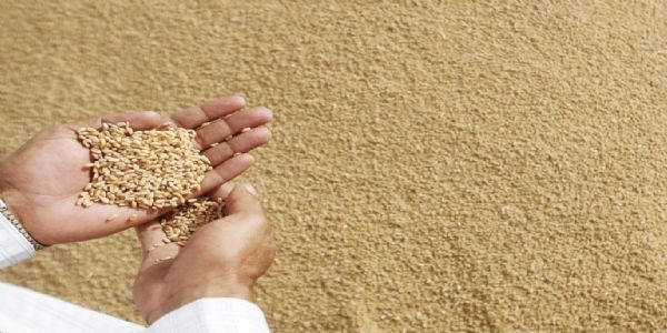 मौसम की चुनौतियों के बावजूद देश में गेहूं उत्पादन बेहतर, बढ़े रकबे और खरीद के आंकड़े से उछाल के संकेत