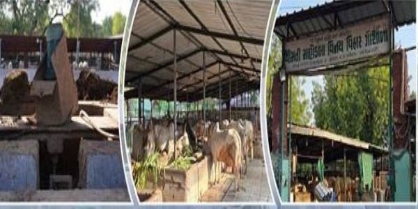 गांधीनगर स्थित श्रीमती मानेकबा विनय विहार एजुकेशनल कॉम्प्लेक्स में बायोगैस संयंत्र ने अपशिष्ट प्रबंधन के जरिये ऊर्जा आत्मनिर्भरता हासिल कर एलपीजी पर पूरी तरह रोक लगा दी है।