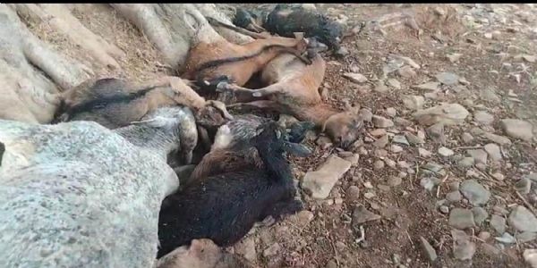 सरगुजा में आकाशीय बिजली का कहर, 16 मवेशियों की मौत से गांव में दहशत