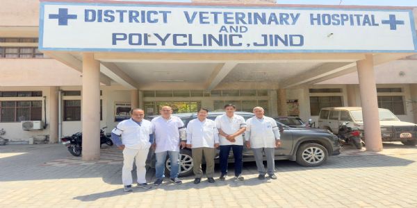 जींद : पशु चिकित्सकों ने काले बिल्ले लगाकर किया काम