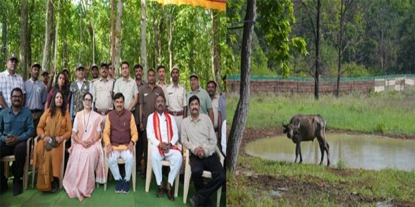 मुख्यमंत्री डॉ. मोहन यादव ने कान्हा नेशनल पार्क में जंगली भैंसों के पुनर्स्थापन कार्य का किया शुभारंभ