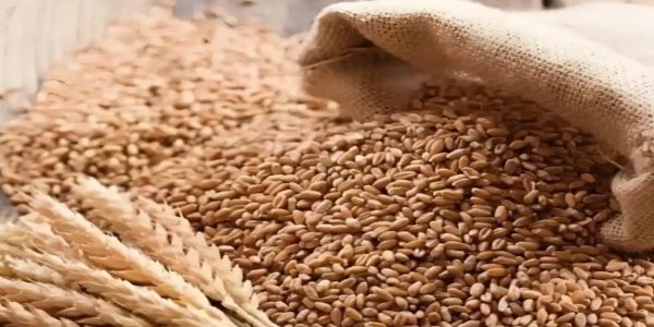 गेहूं के लोगो का प्रतीकात्मक चित्र